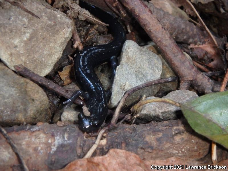 Santa Cruz Black Salamander (Aneides flavipunctatus niger)