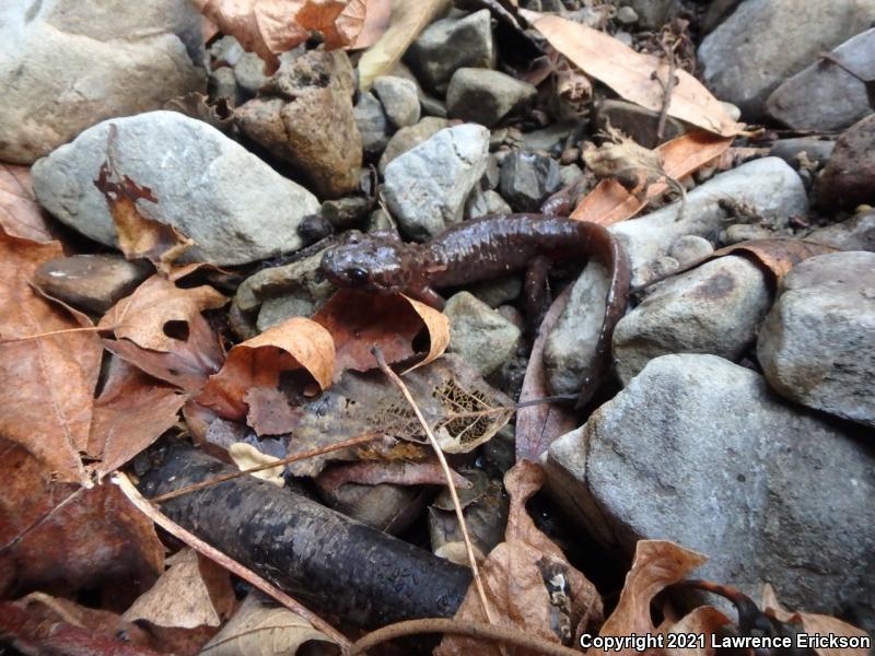 California Giant Salamander (Dicamptodon ensatus)