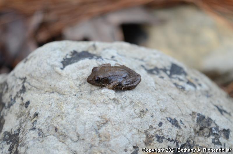 Bronze Frog (Lithobates clamitans clamitans)