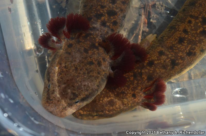 Red River Mudpuppy (Necturus maculosus louisianensis)