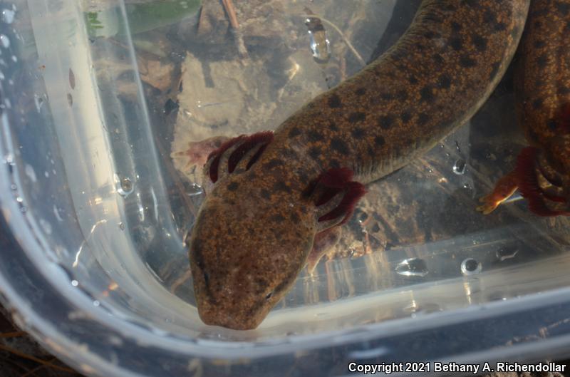 Red River Mudpuppy (Necturus maculosus louisianensis)