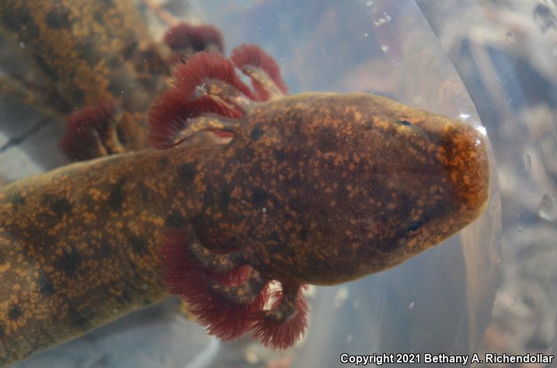 Red River Mudpuppy (Necturus maculosus louisianensis)