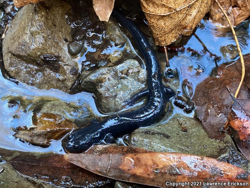 Santa Cruz Black Salamander (Aneides flavipunctatus niger)