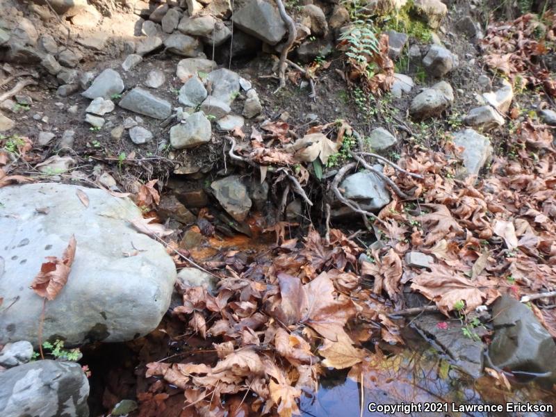 Santa Cruz Black Salamander (Aneides flavipunctatus niger)