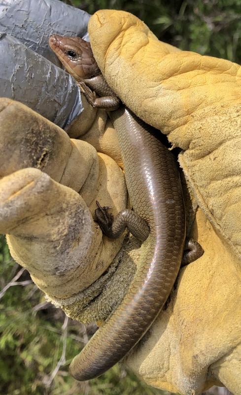 Western Redtail Skink (Plestiodon gilberti rubricaudatus)