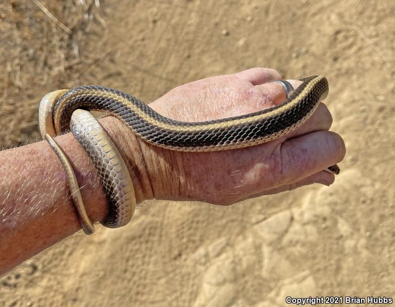 Coast Patch-nosed Snake (Salvadora hexalepis virgultea)