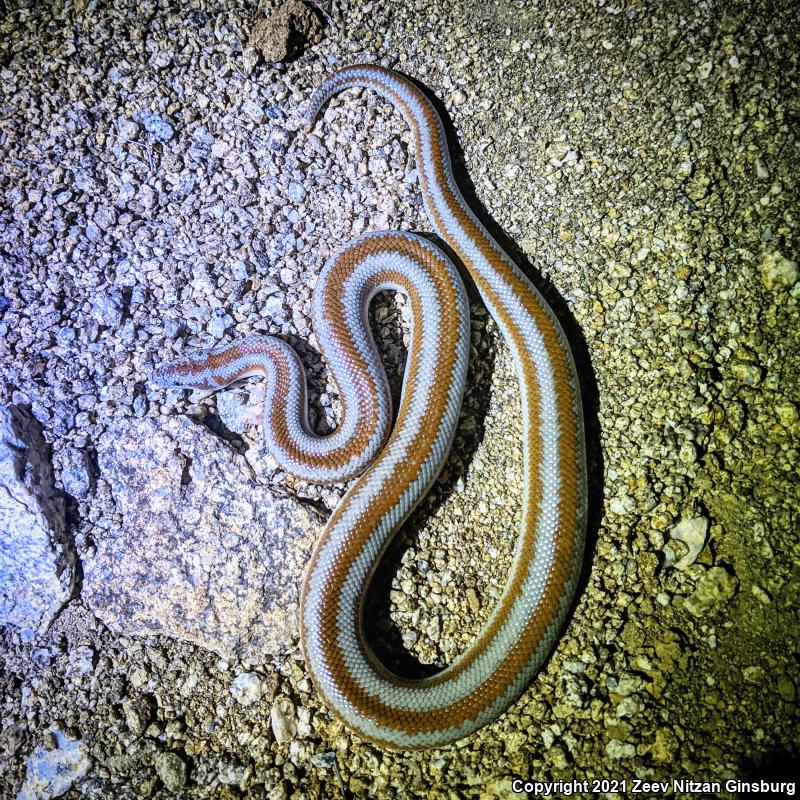 Desert Rosy Boa (Lichanura trivirgata gracia)