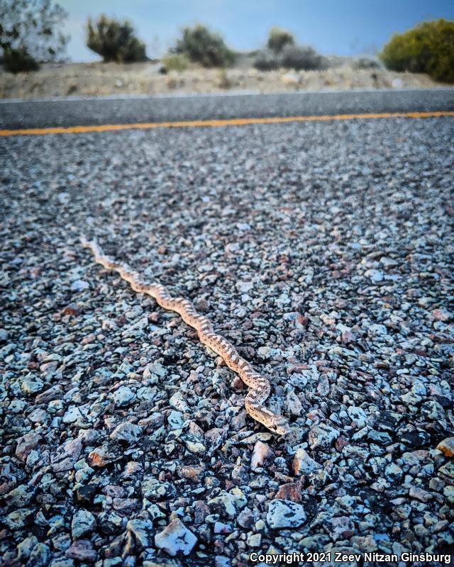 Desert Glossy Snake (Arizona elegans eburnata)