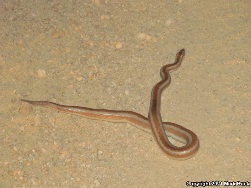 Desert Rosy Boa (Lichanura trivirgata gracia)