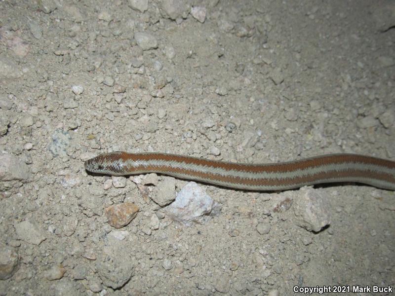 Desert Rosy Boa (Lichanura trivirgata gracia)