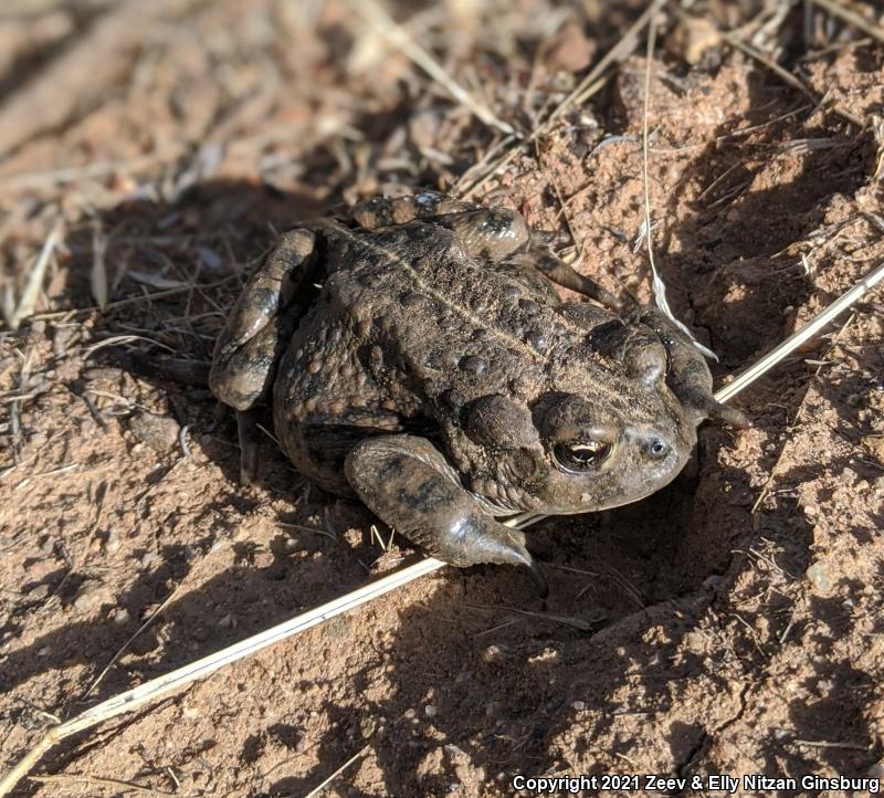 Southern California Toad (Anaxyrus boreas halophilus)