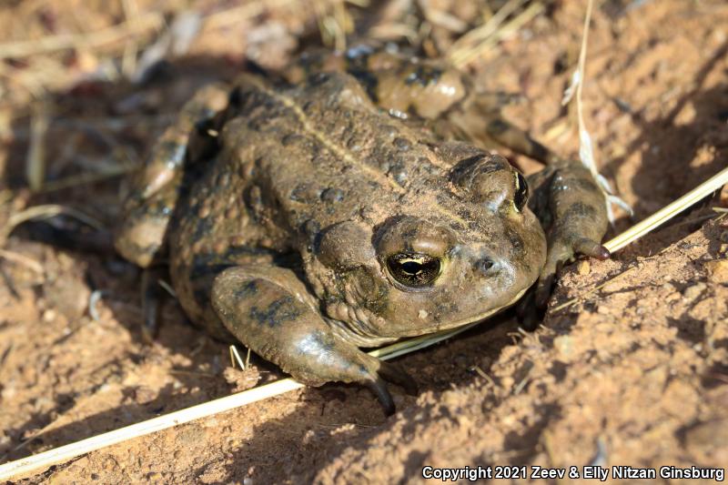 Southern California Toad (Anaxyrus boreas halophilus)