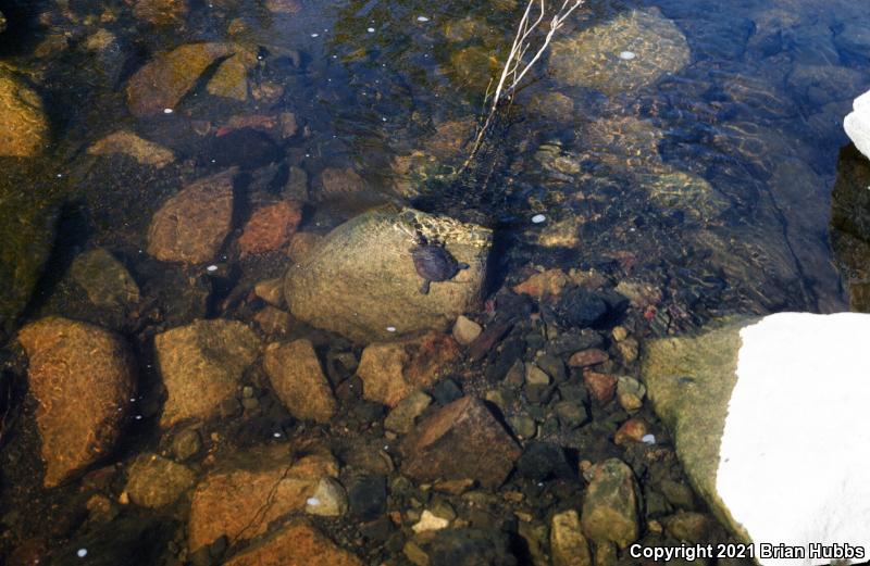 Western Pond Turtle (Actinemys marmorata)