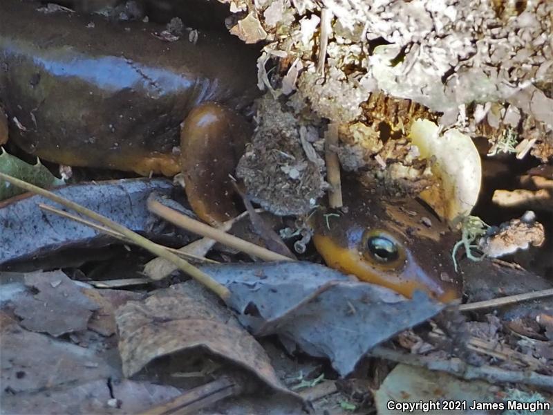 California Newt (Taricha torosa)