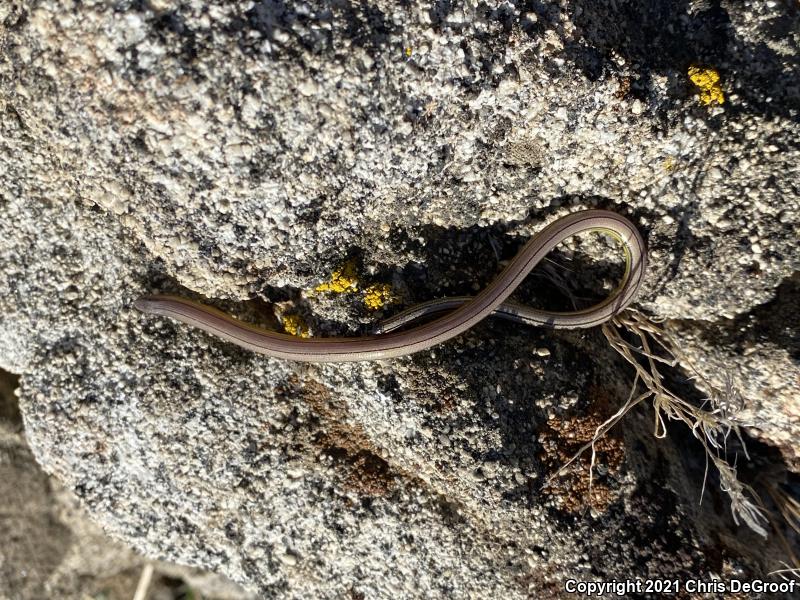 California Legless Lizard (Anniella pulchra)