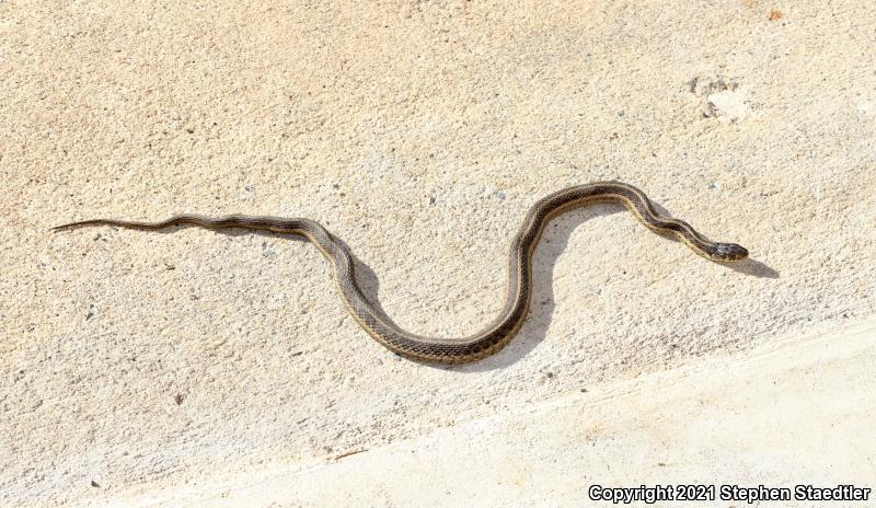 Eastern Gartersnake (Thamnophis sirtalis sirtalis)