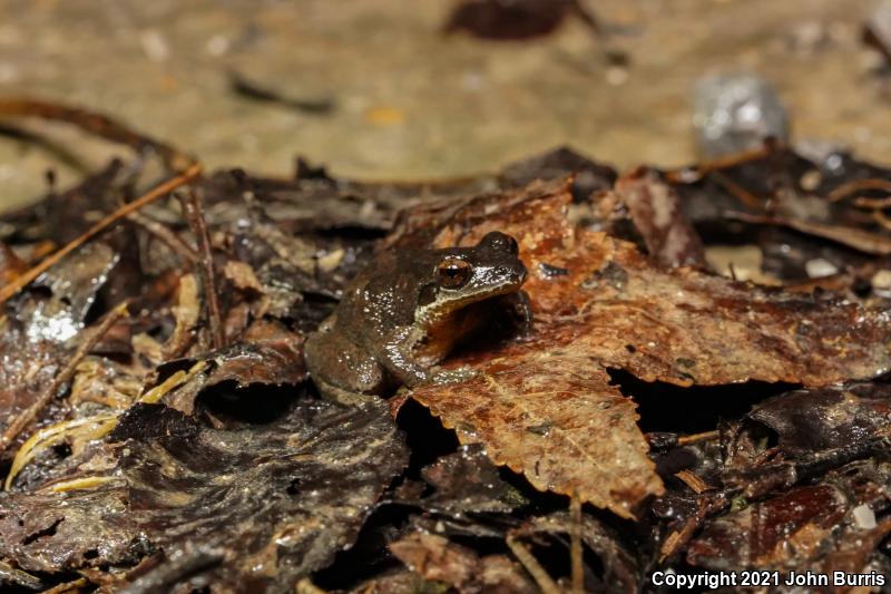 Mountain Chorus Frog (Pseudacris brachyphona)