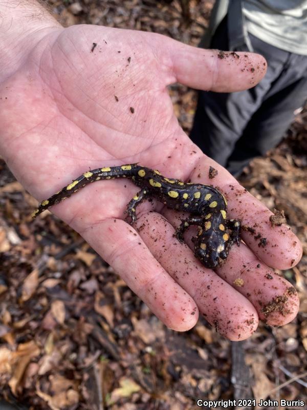 Spotted Salamander (Ambystoma maculatum)