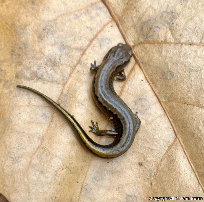 Dark-sided Salamander (Eurycea aquatica)