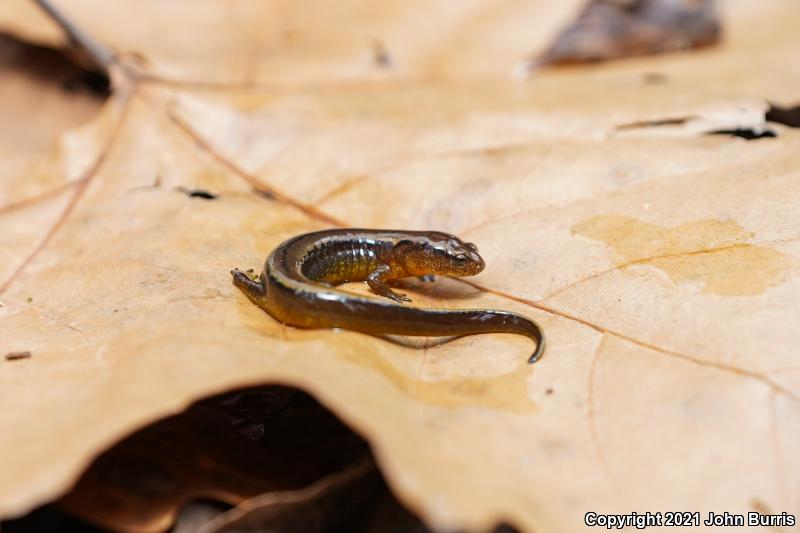 Dark-sided Salamander (Eurycea aquatica)