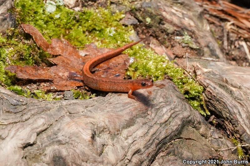 Webster's Salamander (Plethodon websteri)