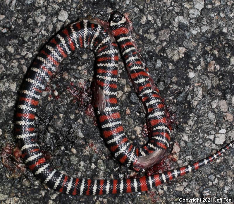 San Bernardino Mountain Kingsnake (Lampropeltis zonata parvirubra)