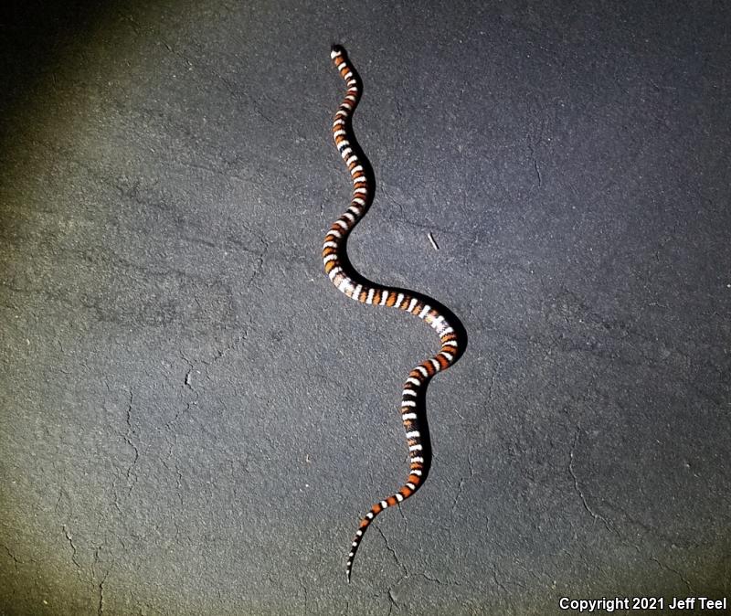 San Bernardino Mountain Kingsnake (Lampropeltis zonata parvirubra)