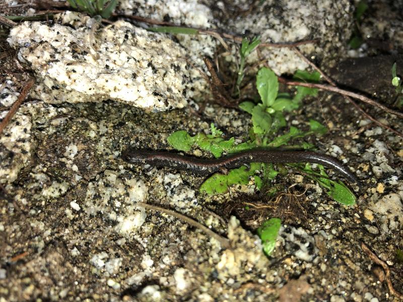 Garden Slender Salamander (Batrachoseps major major)