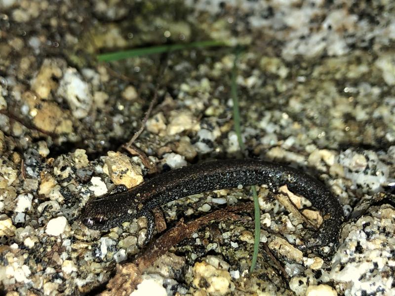 Garden Slender Salamander (Batrachoseps major major)