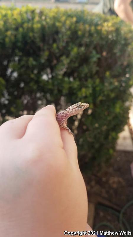 Mediterranean House Gecko (Hemidactylus turcicus)