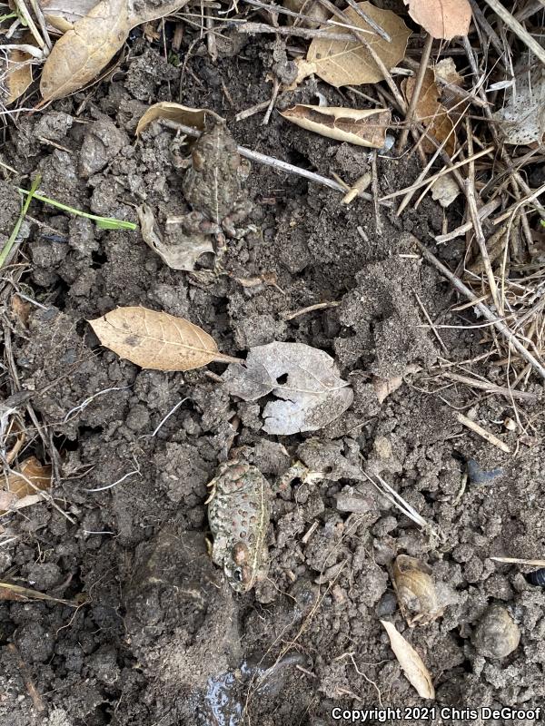 Southern California Toad (Anaxyrus boreas halophilus)