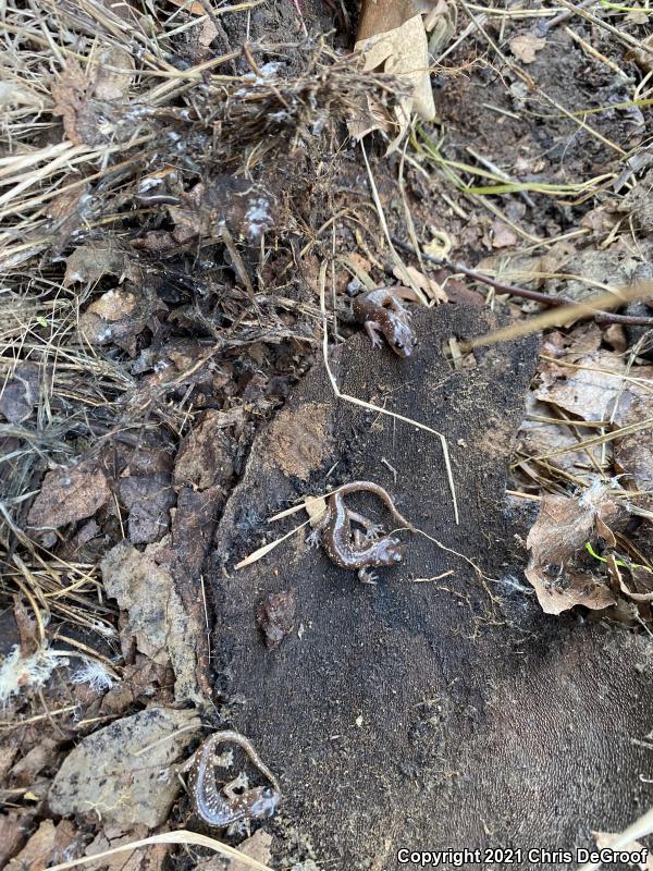 Arboreal Salamander (Aneides lugubris)