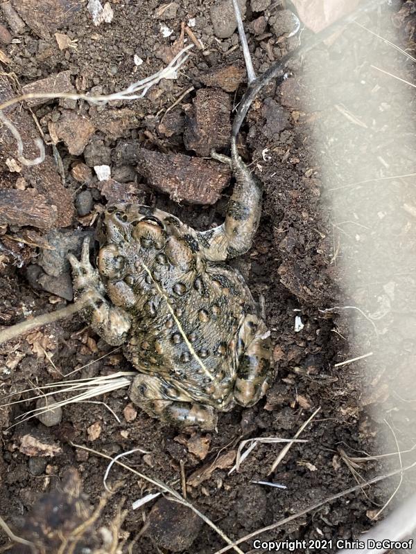 Southern California Toad (Anaxyrus boreas halophilus)