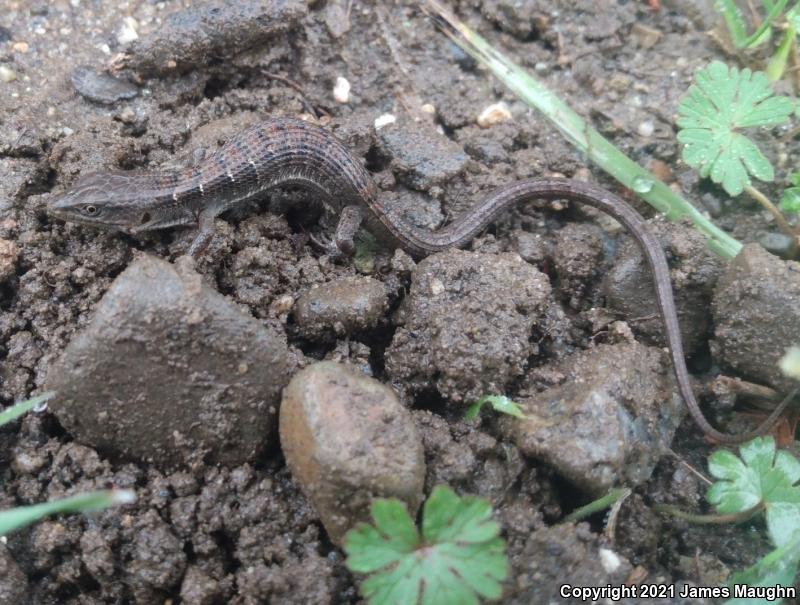 California Alligator Lizard (Elgaria multicarinata multicarinata)