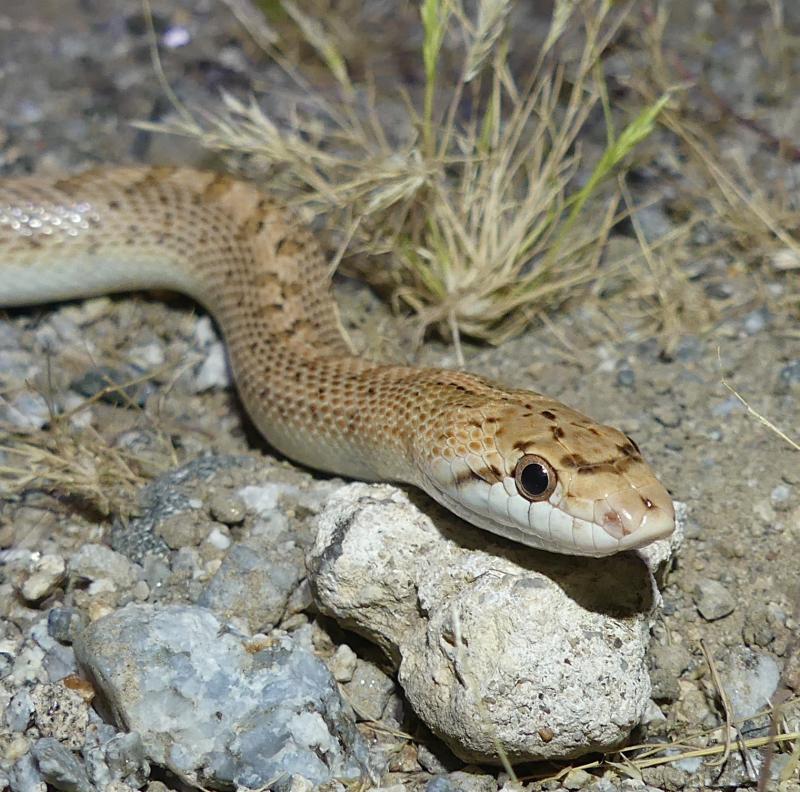 Desert Glossy Snake (Arizona elegans eburnata)