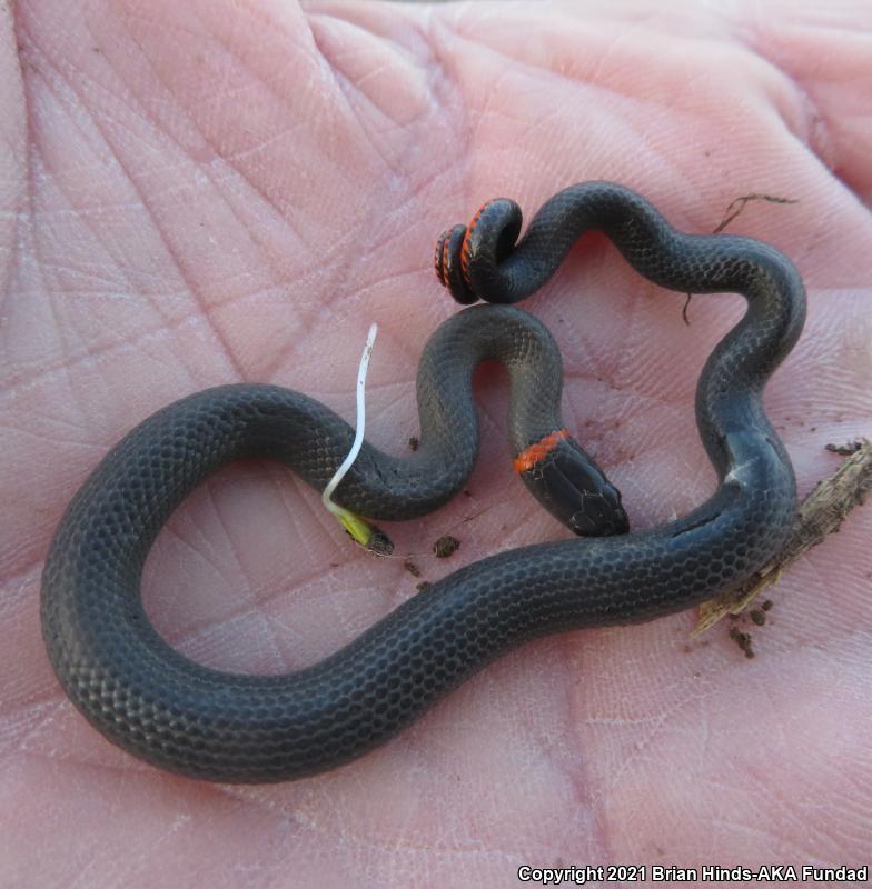 San Bernardino Ring-necked Snake (Diadophis punctatus modestus)