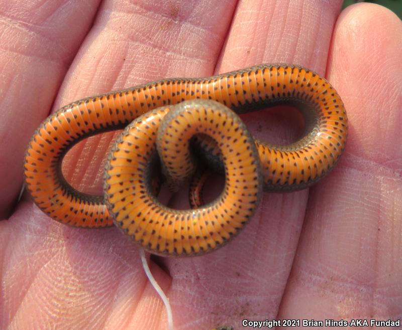 San Bernardino Ring-necked Snake (Diadophis punctatus modestus)