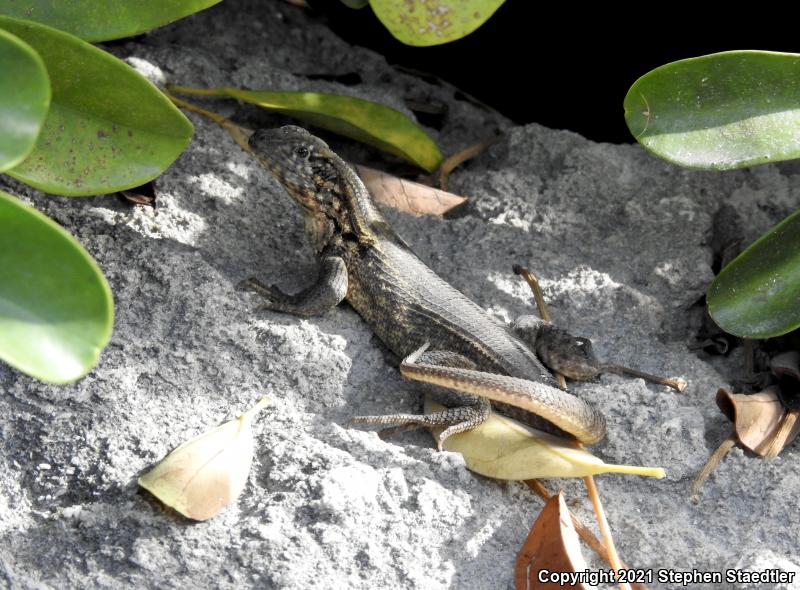 Northern Curly-tailed Lizard (Leiocephalus carinatus)