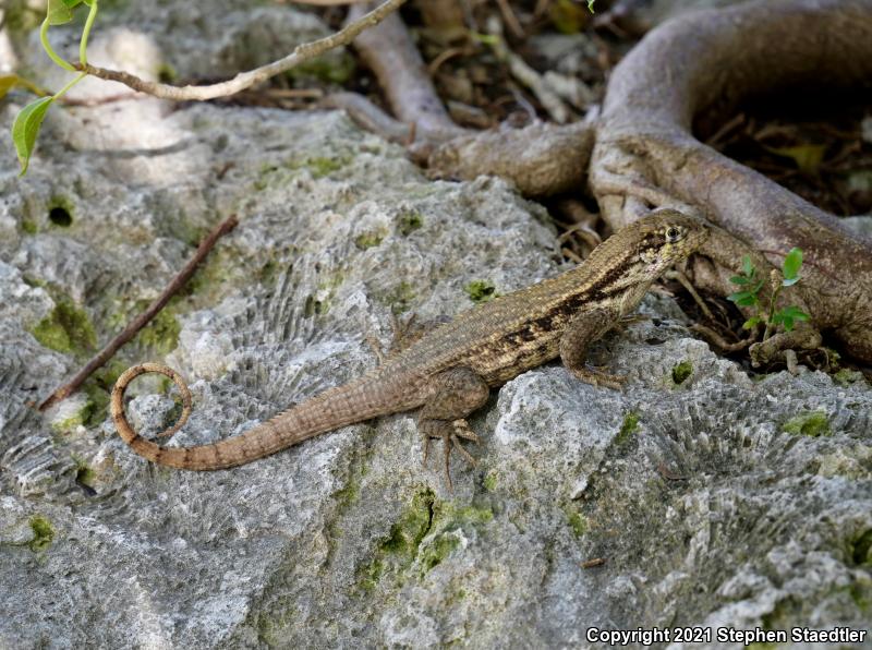 Northern Curly-tailed Lizard (Leiocephalus carinatus)