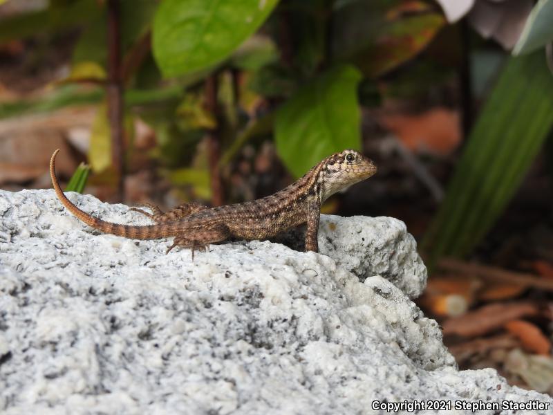 Northern Curly-tailed Lizard (Leiocephalus carinatus)