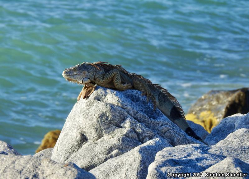 Green Iguana (Iguana iguana)