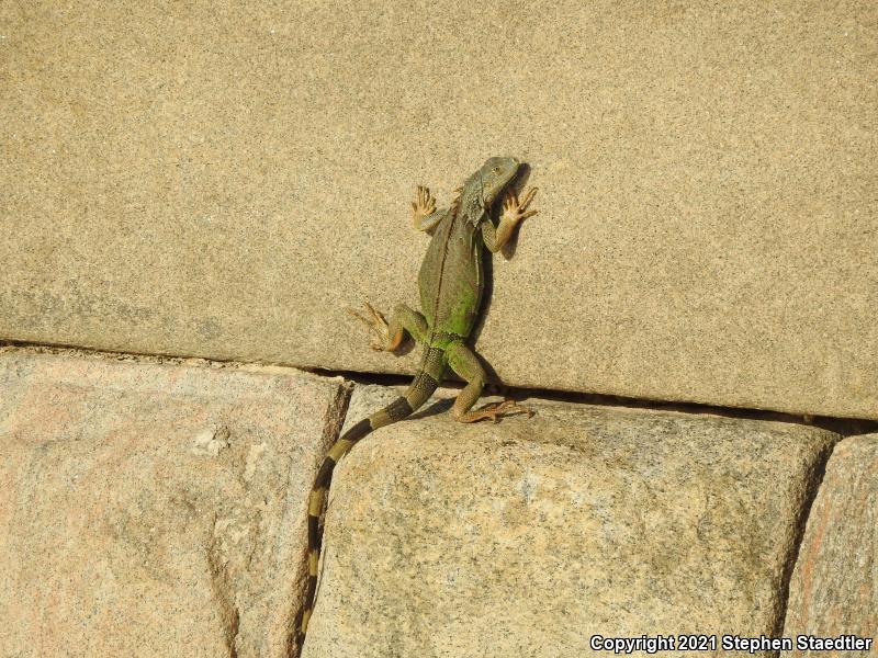 Green Iguana (Iguana iguana)