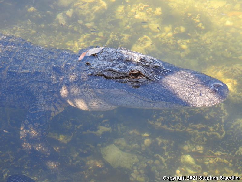 American Alligator (Alligator mississippiensis)