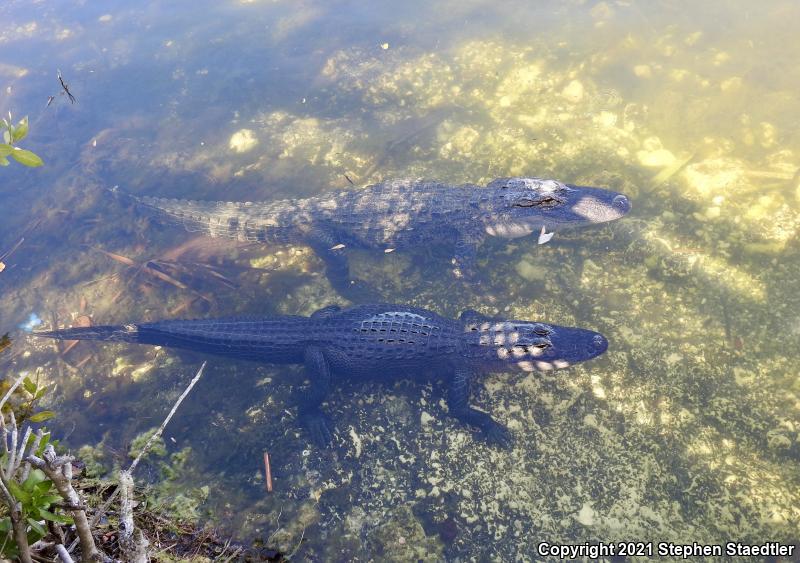 American Alligator (Alligator mississippiensis)