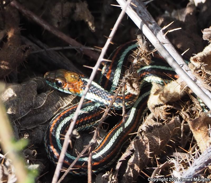 San Francisco Gartersnake (Thamnophis sirtalis tetrataenia)