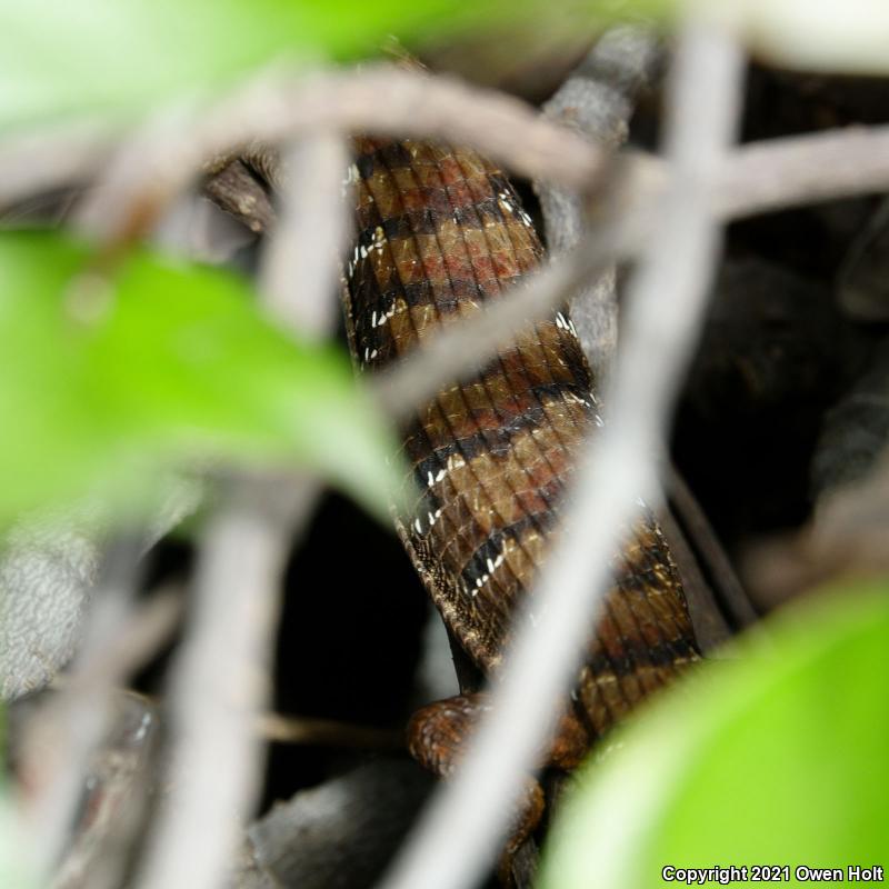 California Alligator Lizard (Elgaria multicarinata multicarinata)