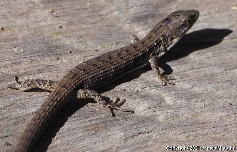 California Alligator Lizard (Elgaria multicarinata multicarinata)