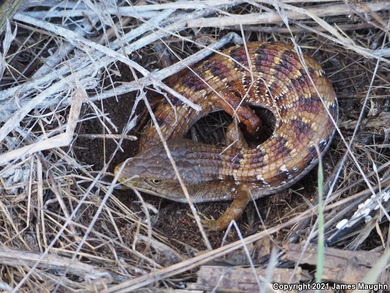 California Alligator Lizard (Elgaria multicarinata multicarinata)