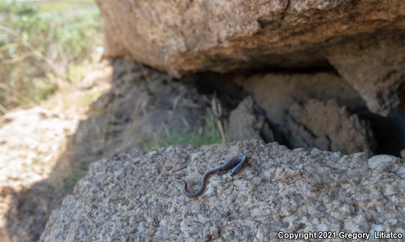 Garden Slender Salamander (Batrachoseps major major)