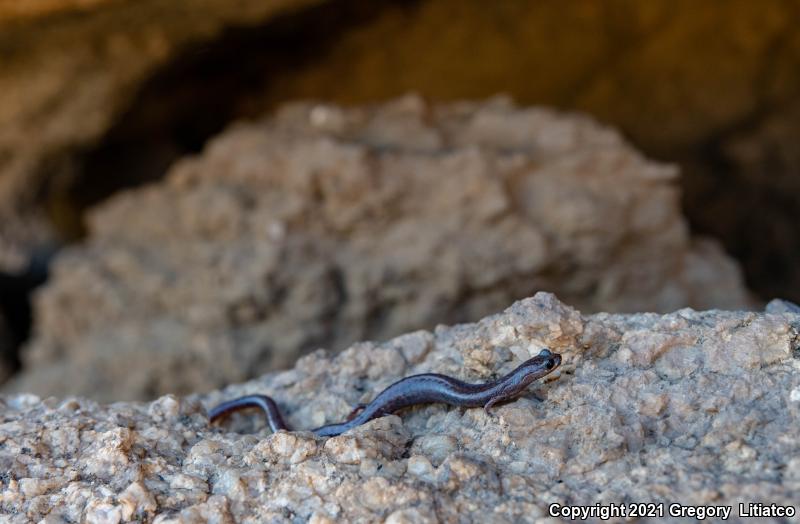 Garden Slender Salamander (Batrachoseps major major)